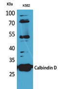 Calbindin D28K rabbit pAb – Figure 1 of 3