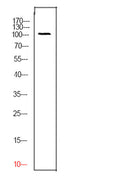 Western Blot analysis of 293 cells using CD276 Polyclonal Antibody. Secondary antibody(catalog#:RS0002) was diluted at 1:20000