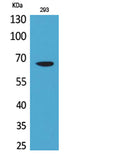 Western Blot analysis of 293 cells using VGF Polyclonal Antibody. Secondary antibody(catalog#:RS0002) was diluted at 1:20000