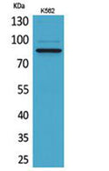 Western Blot analysis of K562 cells using MPO Polyclonal Antibody. Secondary antibody(catalog#:RS0002) was diluted at 1:20000