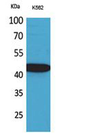 Western Blot analysis of K562 cells using Fractalkine Polyclonal Antibody. Secondary antibody(catalog#:RS0002) was diluted at 1:20000