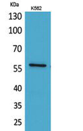 Western Blot analysis of K562 cells using Angptl1 Polyclonal Antibody. Secondary antibody(catalog#:RS0002) was diluted at 1:20000