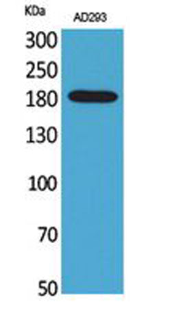 Western Blot analysis of AD293 cells using Macroglobulin α-2 Polyclonal Antibody. Secondary antibody(catalog#:RS0002) was diluted at 1:20000