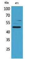 AACT rabbit pAb – Figure 1 of 4