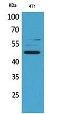 AACT rabbit pAb – Figure 1 of 4
