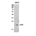 Western Blot analysis of HepG2 cells using IL-1F8 Polyclonal Antibody. Secondary antibody(catalog#:RS0002) was diluted at 1:20000