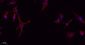 Immunofluorescence analysis of A549. 1,primary Antibody(red) was diluted at 1:200(4°C overnight). 2, Goat Anti Rabbit IgG (H&L) - Alexa Fluor 594 Secondary antibody was diluted at 1:1000(room temperature, 50min).3, Picture B: DAPI(blue) 10min.