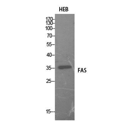 Western Blot analysis of HEB cells using FAS Polyclonal Antibody. Secondary antibody(catalog#:RS0002) was diluted at 1:20000