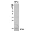 IFITM2 rabbit pAb – Figure 1 of 2