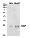 Western Blot analysis of Hela, HepG2 cells using AID Polyclonal Antibody. Secondary antibody(catalog#:RS0002) was diluted at 1:20000