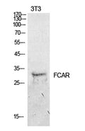 Western Blot analysis of NIH-3T3 cells using CD89 Polyclonal Antibody. Secondary antibody(catalog#:RS0002) was diluted at 1:20000
