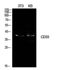 Western Blot analysis of NIH-3T3, KB cells using CD33 Polyclonal Antibody. Secondary antibody(catalog#:RS0002) was diluted at 1:20000