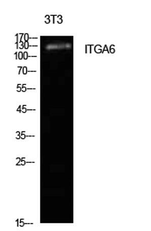 Integrin α6 rabbit pAb – Figure 1 of 2