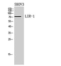 LIR-1 rabbit pAb – Figure 1 of 2