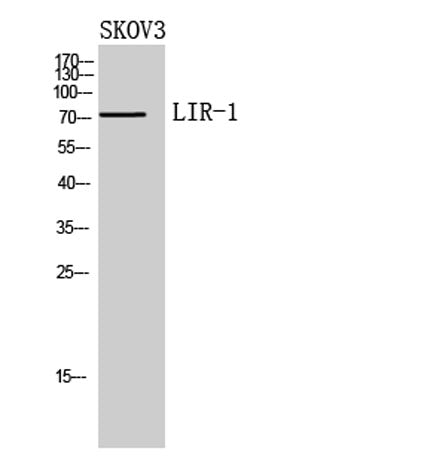 LIR-1 rabbit pAb – Figure 1 of 2