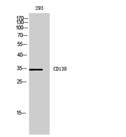 CD138 rabbit pAb – Figure 1 of 2