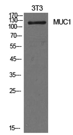 Western Blot analysis of NIH-3T3 cells using Mucin 1 Polyclonal Antibody. Secondary antibody(catalog#:RS0002) was diluted at 1:20000