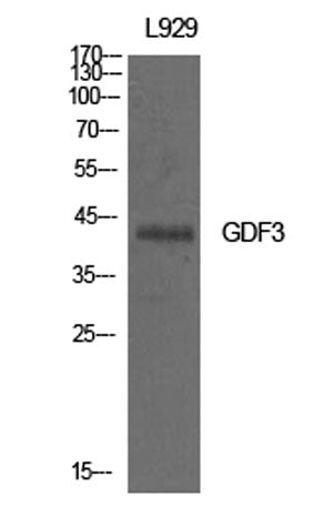 Western Blot analysis of L929 cells using GDF-3 Polyclonal Antibody. Antibody was diluted at 1:500. Secondary antibody(catalog#:RS0002) was diluted at 1:20000