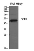 Western Blot analysis of rat kidney cells using GDF-6 Polyclonal Antibody. Antibody was diluted at 1:500. Secondary antibody(catalog#:RS0002) was diluted at 1:20000