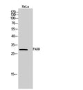FADD rabbit pAb – Figure 1 of 2