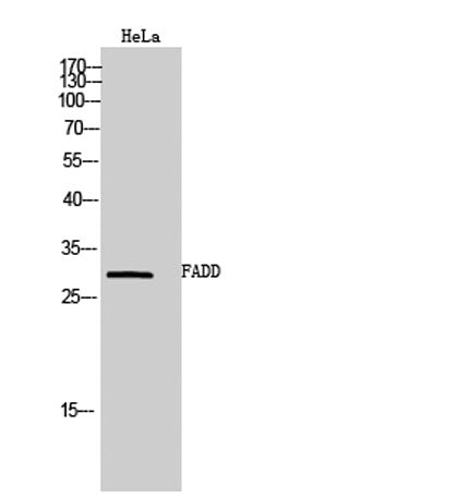 FADD rabbit pAb – Figure 1 of 2