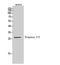 Western Blot analysis of mouse cells using Troponin I-C Polyclonal Antibody. Secondary antibody(catalog#:RS0002) was diluted at 1:20000