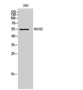 WAVE2 rabbit pAb – Figure 1 of 4