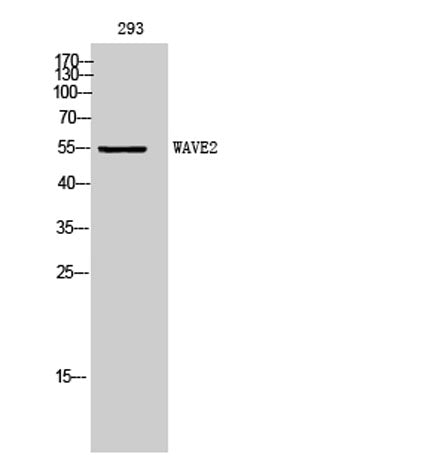 WAVE2 rabbit pAb – Figure 1 of 4