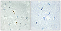 Immunohistochemical analysis of paraffin-embedded Human brain.
