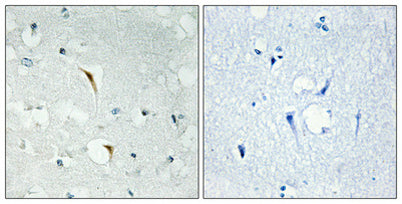 Immunohistochemical analysis of paraffin-embedded Human brain.