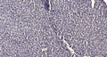 PAK4 (phospho Ser474) rabbit pAb – Figure 1 of 2
