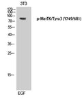 MerTK/Tyro3 (phospho Tyr749/681) rabbit pAb – Figure 1 of 4