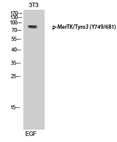 MerTK/Tyro3 (phospho Tyr749/681) rabbit pAb – Figure 1 of 4
