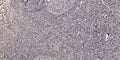 CEL rabbit pAb – Figure 1 of 1