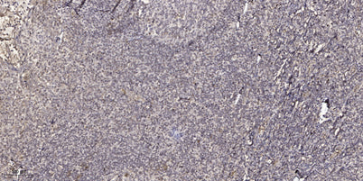 CEL rabbit pAb – Figure 1 of 1