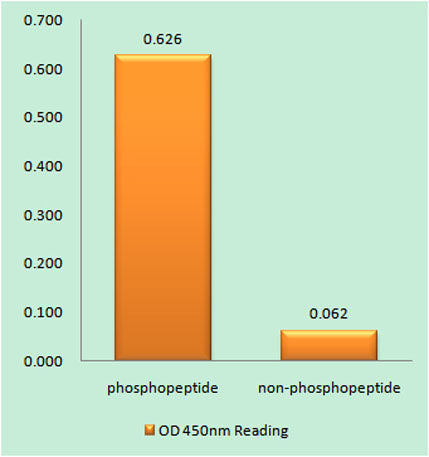 MLC-2 (phospho Thr17/S18) rabbit pAb – Figure 1 of 4