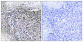 BS69 rabbit pAb – Figure 1 of 1