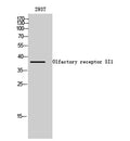 Western Blot analysis of 293T cells using Olfactory receptor 5I1 Polyclonal Antibody diluted at 1:1000