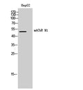 Western Blot analysis of HepG2 cells using mAChR M1 Polyclonal Antibody
