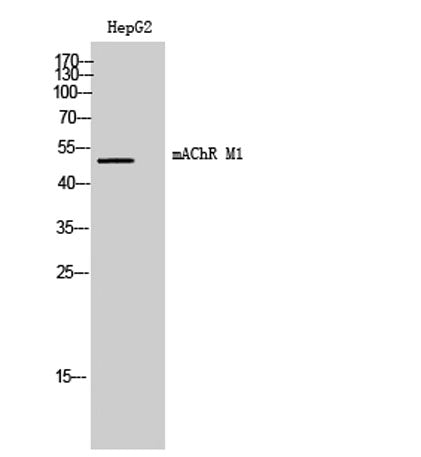 Western Blot analysis of HepG2 cells using mAChR M1 Polyclonal Antibody