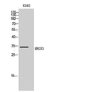 Western Blot analysis of K562 cells using MRGX3 Polyclonal Antibody