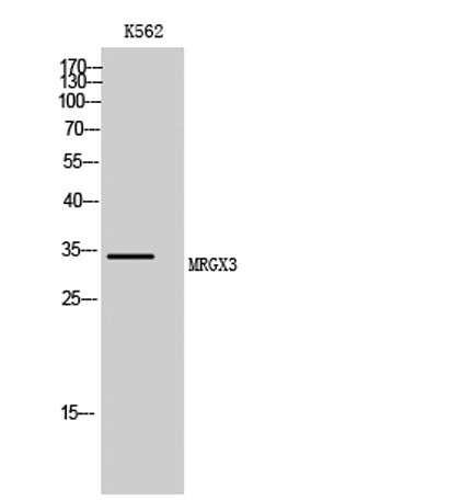 Western Blot analysis of K562 cells using MRGX3 Polyclonal Antibody
