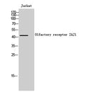 Western Blot analysis of Jurkat cells using Olfactory receptor 2AJ1 Polyclonal Antibody