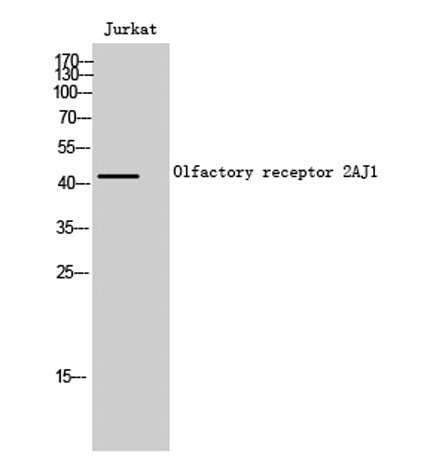 Western Blot analysis of Jurkat cells using Olfactory receptor 2AJ1 Polyclonal Antibody