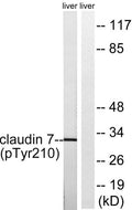 Western blot analysis of lysates from rat liver, using Claudin 7 (Phospho-Tyr210) Antibody. The lane on the right is blocked with the phospho peptide.