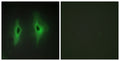 DGK-η rabbit pAb – Figure 1 of 2
