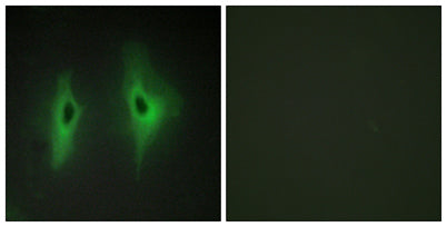 DGK-η rabbit pAb – Figure 1 of 2