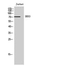Western Blot analysis of Jurkat cells using DDX3 Polyclonal Antibody diluted at 1:2000
