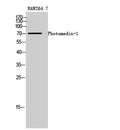 Photomedin-1 rabbit pAb – Figure 1 of 4