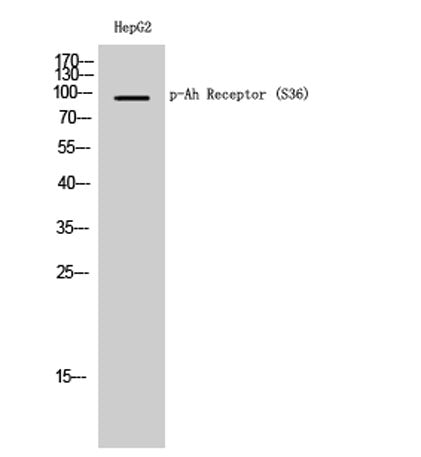 Western Blot analysis of HepG2 cells using Phospho-Ah Receptor (S36) Polyclonal Antibody
